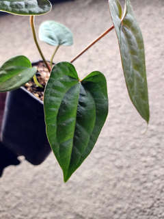 Anthurium Red Spider x Ace of Spades Dark Form