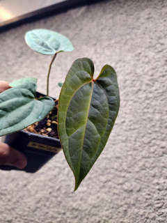 Anthurium Red Spider x Ace of Spades Dark Form