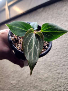 Anthurium HU/King of Spades Butterfly Clone
