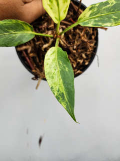 Anthurium Polka-Dot Variegated Hookeri