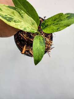 Anthurium Polka-Dot Variegated Hookeri
