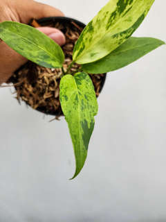 Anthurium Polka-Dot Variegated Hookeri