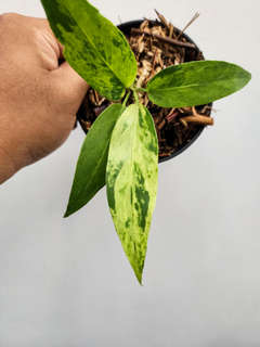 Anthurium Polka-Dot Variegated Hookeri
