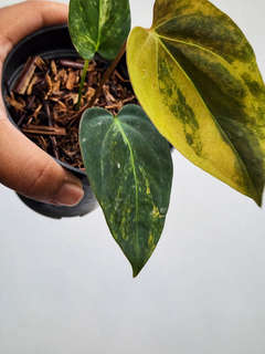 Anthurium Orange variegated Ace of Spares x Portillae