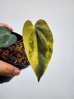 Anthurium Orange variegated Ace of Spares x Portillae