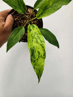 Anthurium Polka-Dot Variegated Hookeri