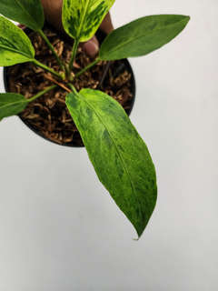 Anthurium Polka-Dot Variegated Hookeri