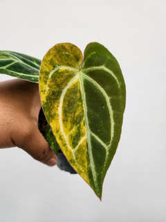 Anthurium Variegated Megatron x Self