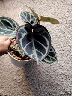 Anthurium Purple Red Tiger