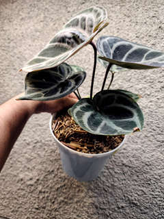 Anthurium Purple Red Tiger