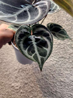 Anthurium Purple Red Tiger