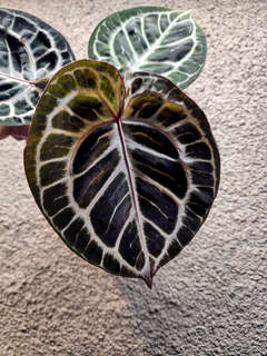 Anthurium Mojang Geulis Super Round