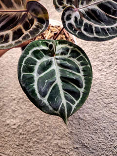 Anthurium Mojang Geulis Super Round