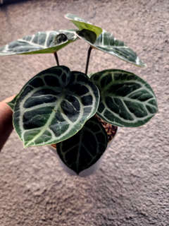 Anthurium Red Tiger Super Round