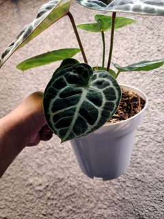 Anthurium Red Tiger Super Round