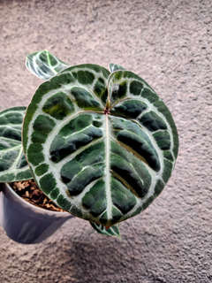 Anthurium Red Tiger Super Round