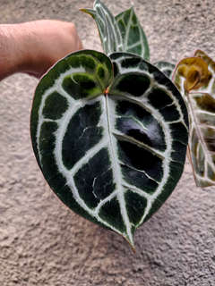 Anthurium Red Tiger Super Round