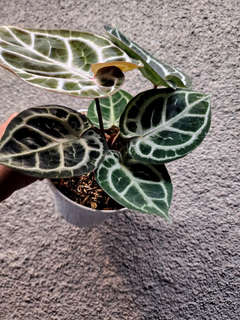 Anthurium Red Tiger Super Round