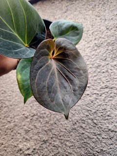 Anthurium HU/King of Spades