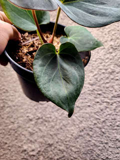 Anthurium HU/King of Spades