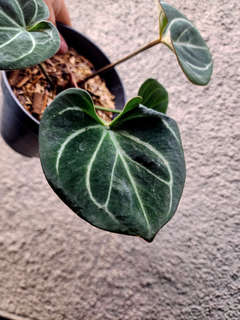 Anthurium HU/King of Spades Stripey Veins