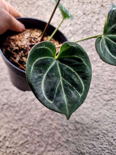Anthurium HU/King of Spades Stripey Veins