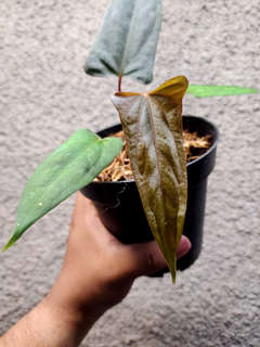 Anthurium Portillae XDF x Black Sweet