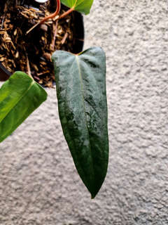 Anthurium Portillae XDF x Black Sweet