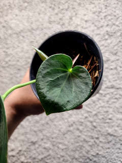Anthurium HU/King of Spades Minimalistic Veins