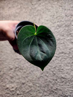 Anthurium HU/King of Spades Minimalistic Veins