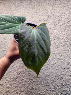 Anthurium HU/King of Spades Butterfly