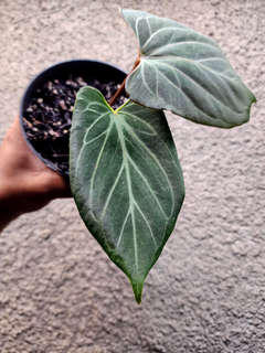 Anthurium HU/King of Spades Butterfly