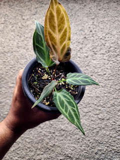 Anthurium Mutated HURC Clone