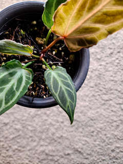 Anthurium Mutated HURC Clone