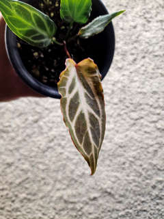 Anthurium Mutated HURC Clone
