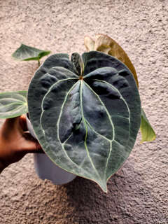 Anthurium HU/King of Spades Spidery Veins