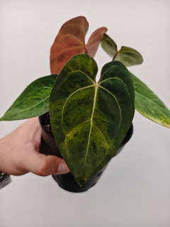 Anthurium Orange Variegated Leopard Tiger Clone