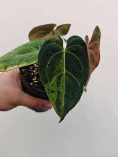 Anthurium Orange Variegated Leopard Tiger Clone