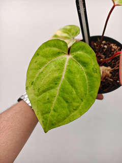 Anthurium Polkadot Variegated Goliath x Red Vein Dark Phoenix