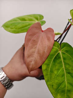 Anthurium Polkadot Variegated Goliath x Red Vein Dark Phoenix