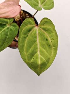 Anthurium Polkadot Variegated Goliath x Red Vein Dark Phoenix