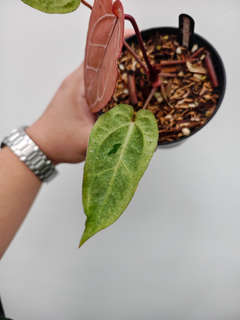 Anthurium Variegated (Angela x Black Widow) x Red Legacy