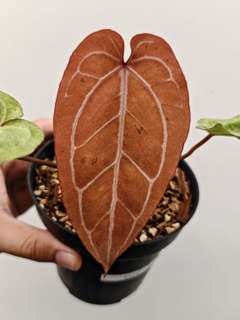 Anthurium Variegated (Angela x Black Widow) x Red Legacy