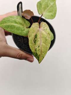 Anthurium Mint Variegated Ace of Spades x Muchlis