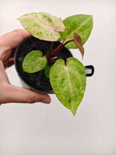 Anthurium Mint Variegated Ace of Spades x Muchlis