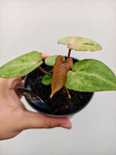 Anthurium Mint Variegated Ace of Spades x Muchlis