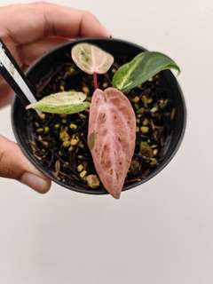 Anthurium Variegated Siliwangi x Self