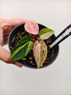 Anthurium Variegated Siliwangi x Self