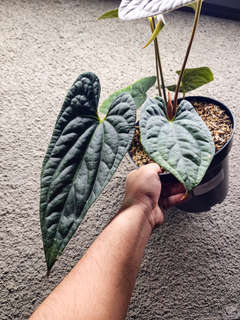 Anthurium Night Queen Clone