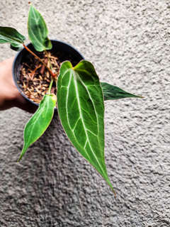 Anthurium Mutated Fort Sherman x (Zara x Michelle)